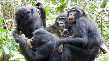 Figure 3. Bonobos tolerating the presence of others whilst feeding (Jones 2018). With low competition from males for resource patches, bonobos can feed in a highly tolerant environment in which hierarchical displays for food rights are ignored (Fruth and Hohmann 2003, 238). The implications of this are that intra- and inter-group relationships are rarely aggressive, and playful behaviour is fostered (Hare and Wrangham 2017, 148-9).